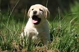 LABRADOR 1171